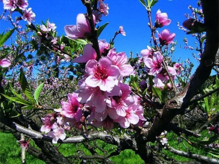 Flores o Ano Todo no Jardim